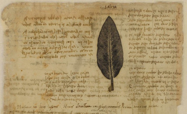 Strana ze spisu Codex Atlanticus Leonarda da Vinciho s otiskem listu šalvěje. Datováno mezi lety 1452 a 1519. Zdroj: Wikimedia
